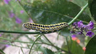 Toadflax Brocade Moth Caterpillar constructing its cocoon [upl. by Itsyrk]