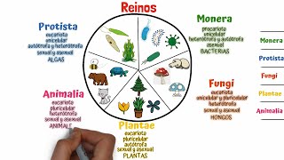 Clasificación de los seres vivos Taxonomía [upl. by Aube]