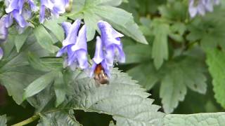 Bumblebee on Monkshood トラマルハナバチ♀がトリカブトに訪花吸蜜 [upl. by Hamrnand]