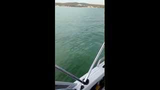 Lake Macquarie Great White Shark [upl. by Circosta]