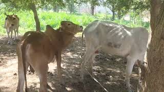 Razak khans cattle [upl. by Kassandra]