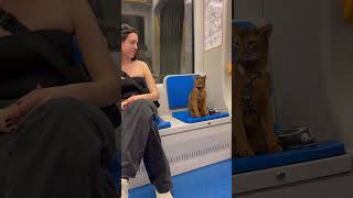 Un Gatto in Metro Uncut Edition [upl. by Elleraj]