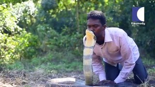 Vava Suresh Kissing the Deadliest Snake  The King Cobra  in Kerala  Snake Master  Kaumudy TV [upl. by Aerdnna897]