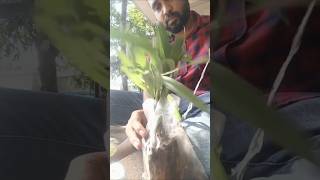 Unboxing indoor plants [upl. by Meeker]