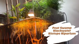 Creating a Peat Swamp Blackwater Biotope Riparium [upl. by Durham]