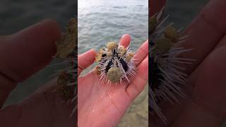 Ocean View with Sea animals asmr urchin ocean [upl. by Moynahan150]