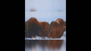 When Musk Oxen Battle for Mating Rights animalbattles muskoxen wildlife [upl. by Hauger919]