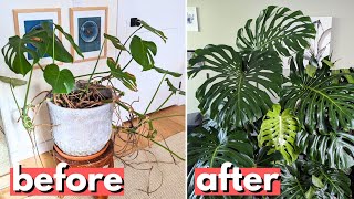 This is a better way to propagate your Monstera [upl. by Wandy]