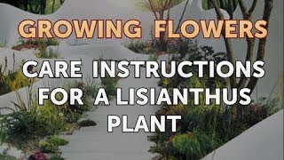 Care Instructions for a Lisianthus Plant [upl. by Wemolohtrab]