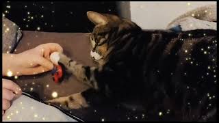 Cest mon chat 🤣 chat handspinner capcut pourtoi [upl. by Marlow]