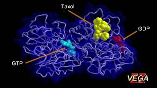 Tubulin 3D structure [upl. by Hultin]