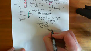 Clathrin Mediated Endocytosis and The Endocytic Pathway Part 1 [upl. by Fleisher]