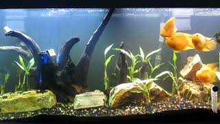 55Gallon Parrot Cichlid and Silver Dollar Aquascape 51124 [upl. by Ainitsirhc]