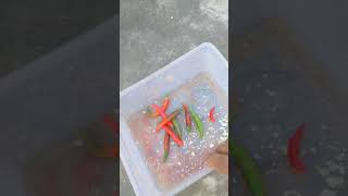 chilli harvesting chilli organic gardening short [upl. by Delinda]