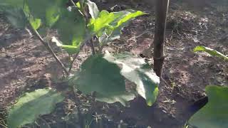 harvest ug talong domar talong farming [upl. by Airym]