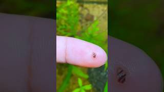 quotI Never Expected This to Happen in My Planted Tankquot shortsvideo snaillife snails assassinsnail [upl. by Liane]