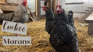 Breed Info Series Part 2  Cuckoo Marans [upl. by Eicnarf973]