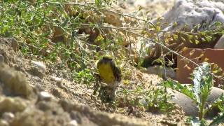 Birding Slovakia  Serinus serinus  Kanárik poľný [upl. by Cupo910]