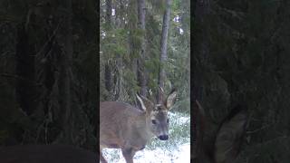 Roe Deer Chase in First Snow deer wildlife forest [upl. by Yrokcaz321]