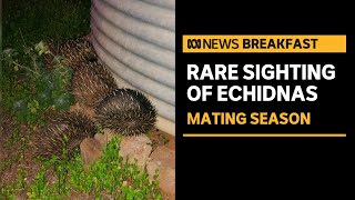 Graziers lucky sighting of group of echidnas during mating season  ABC News [upl. by Stockton]