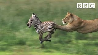 Lioness chases Zebra  Natures Great Events  BBC One [upl. by Asela290]