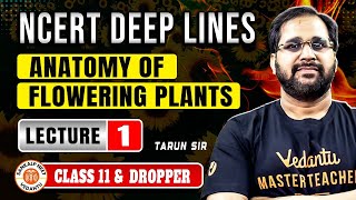 ANATOMY OF FLOWERING PLANTS CLASS 11  NCERT DEEP LINES  COMPLETE NCERT FOR NEET 2025 BY TARUN SIR [upl. by Brackett265]