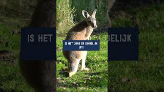 De jonge rode reuzenkangoeroe is buiten aquazoo aquazooleeuwarden zoo kangoeroe [upl. by Roderich]