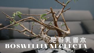 我的第一顆原產株  尼哥乳香木  開箱入盆  Boswellia Neglecta [upl. by Lossa680]