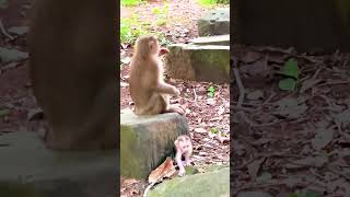 Flora Teaching Baby Florian monkeysseenthroughoureyes animal animals cute monkey babymonky [upl. by Nirrej]