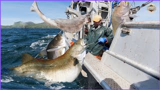 How American Fishermen Catch Giant Cod Using Commercial Longline Fishing Vessel  Long Line Fishing [upl. by Pampuch]