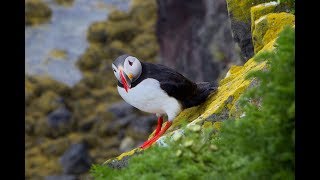 Within reach  Puffins of Iceland  Lundar á Íslandi 2017 Fratercula Arctica  HD  Canon 5D [upl. by Oiramej102]