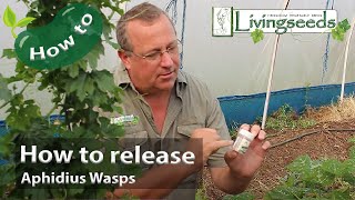 How to release Aphidius Wasps [upl. by Kenzie]