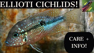 The Ellioti Cichlid Thorichthysellioti [upl. by Arbrab]