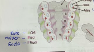 pharyngeal arches made easy [upl. by Aninotna]