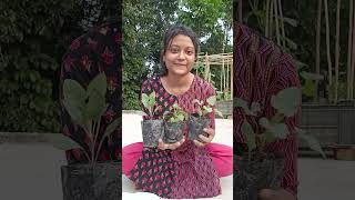 গাছ কিনতে কিনতে ভিখারি হয়ে যাবো। newplants bleedingheart dahliaplant curryleafplant viralshort [upl. by Berkley328]