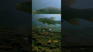 Schleien Angeln Fischsuche Gewässer Abenteuer Natur Geduld Fischfang fishing carp [upl. by Anihpesoj478]