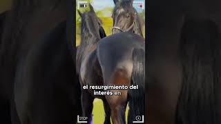 🔴 Caballo Frisón Friesian Horse 🔴 horse fresian [upl. by Hadden]