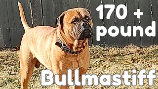 170 Pound BULLMASTIFF [upl. by Tsepmet]