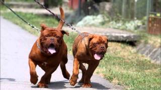 Dogue de Bordeaux [upl. by Alford]