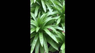 How to grow Fritillaria imperialis the crown imperial [upl. by Tengler708]