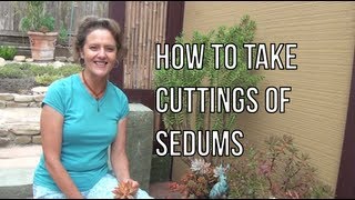 How To Take Cuttings Of Sedums  Joy Us garden [upl. by Aimekahs]