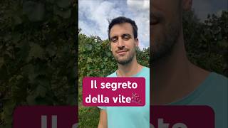 Scopri l’olio di vinaccioli un prezioso elisir estratto dai semi delluva 🍇 Uva OlioDiVinaccioli [upl. by Drida]