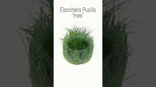 Eleocharis Pusilla quotminiquot  Planta tapizante tipo quotCespedquot ► [upl. by Hector191]