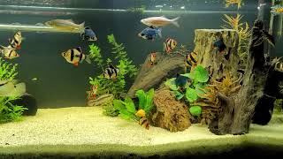 75 gallon tiger barb community aquascape [upl. by Alton]