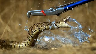 Puff Adder Attack in Slow Motion  Deadly 60 Series 3  BBC Earth [upl. by Adley66]