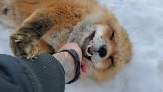 Differences between the Arctic fox Red fox and Grey fox species [upl. by Ylyl18]