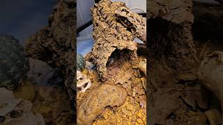 my leopard gecko has a bodyguard😅😎🦎 funny animal lizard leopardgecko [upl. by Eirovi]