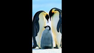 quotUnraveling the Mystery Why Do Penguins Never Flyquotshorts shortvideo [upl. by Muncey]