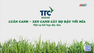 Luân canh  Xen canh cây họ đậu với mía một sự kết hợp độc đáo  Cây mía Việt  TayNinhTV [upl. by Rivard]