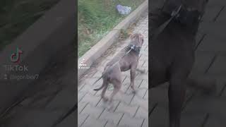 Sabah spordan sonra yürüyüş İgoR Bey ile keşfet dog puppy bullterrier [upl. by Hanson]